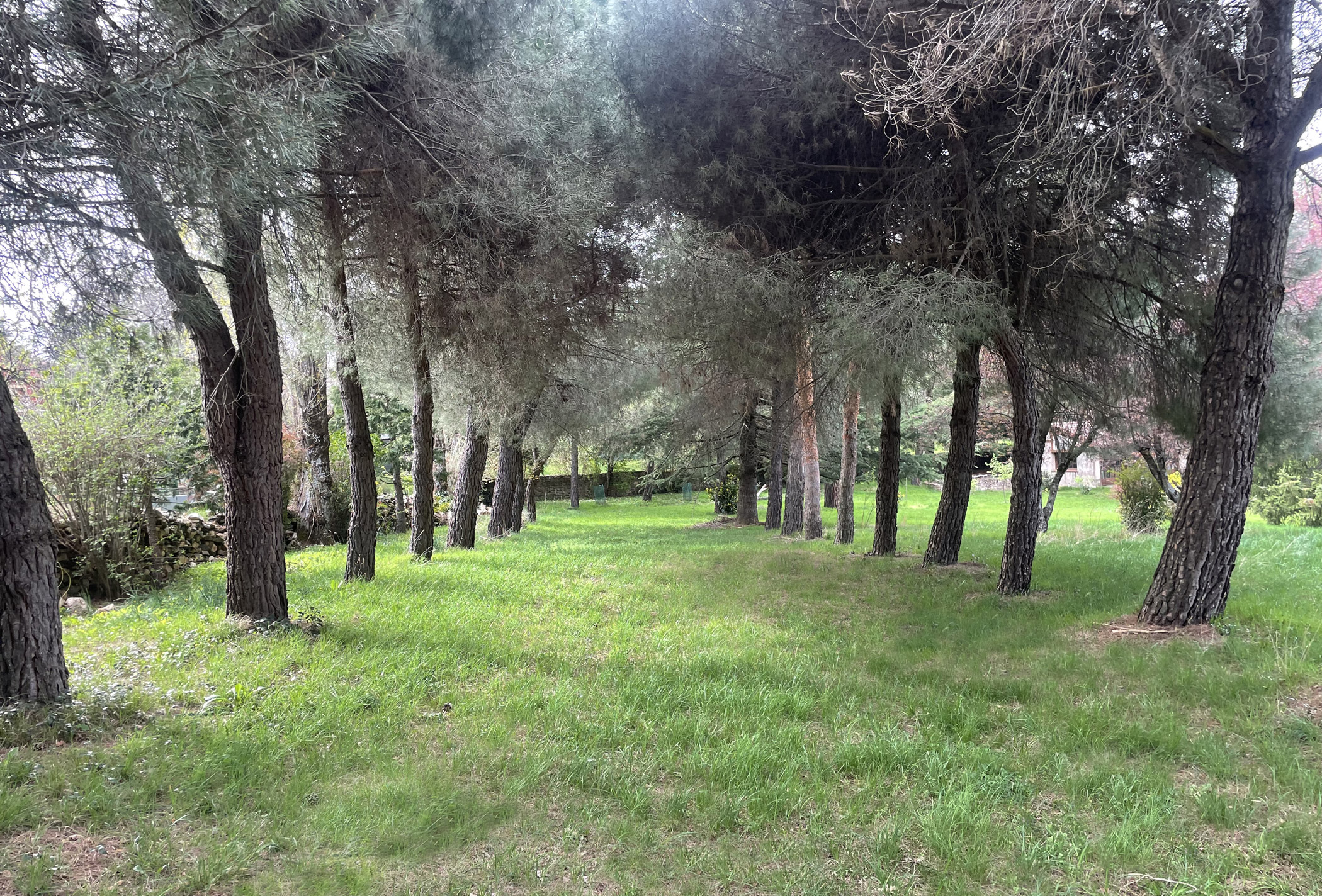 avenida pinos Casa Rural Riaza