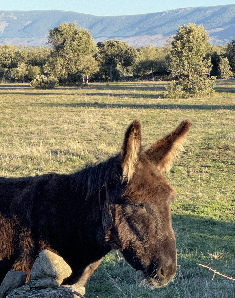 burro actividades Casa Rural Riaza